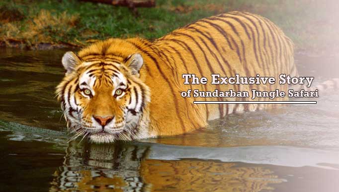 The Exclusive Story of Sundarban Jungle Safari
