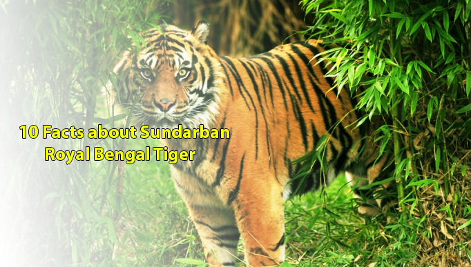 Sundarban Royal Bengal Tiger