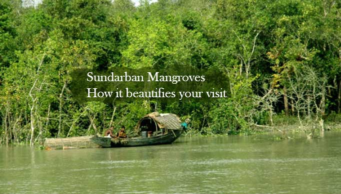 Sundarban Mangroves - How it beautifies your visit