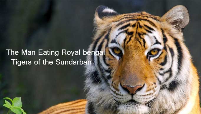 Royal Bengal Tigers of the Sundarban
