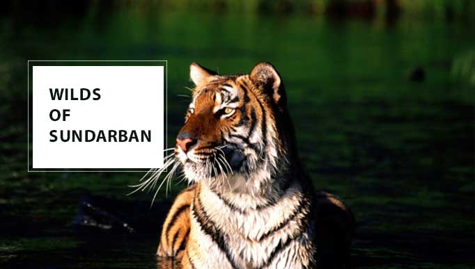 Wilds of Sundarban