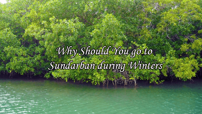 Why Should You go to Sundarban during Winters