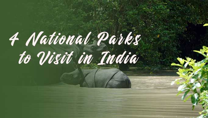 4 National Parks to Visit in India