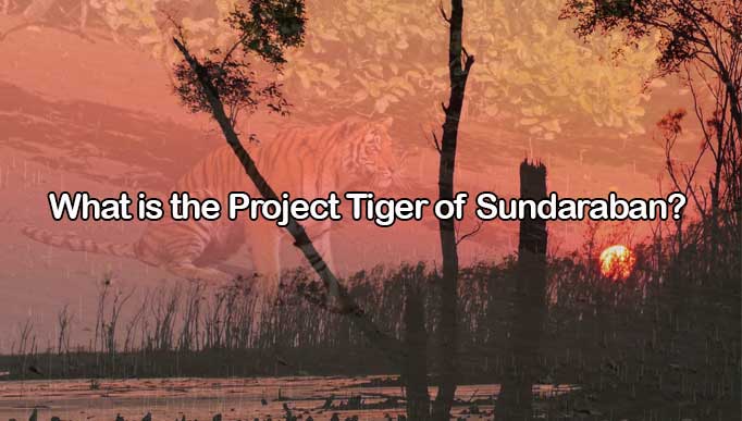 What is the Project Tiger of Sundaraban?