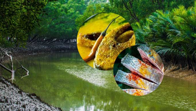 sundarban tour