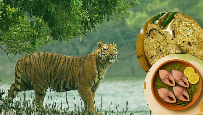 sundarbanhilsa