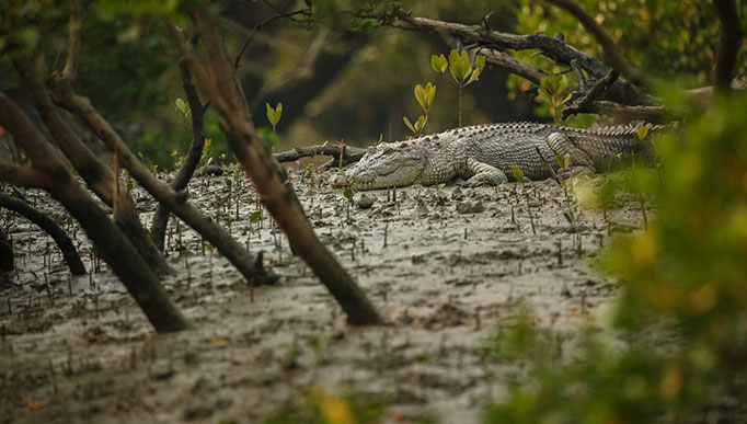 sundarbantour