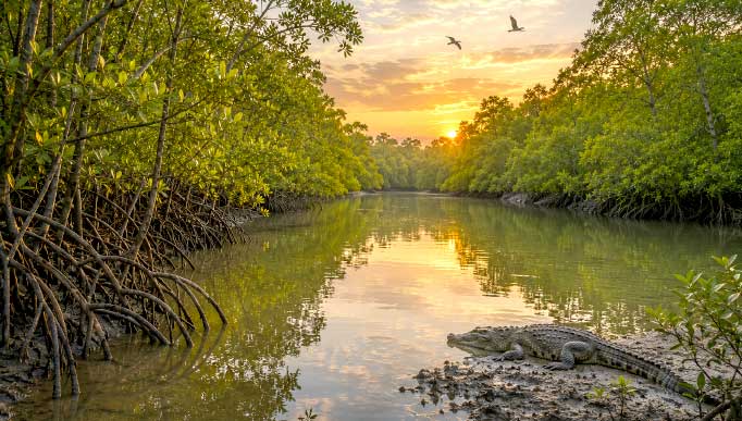 sundarban tour