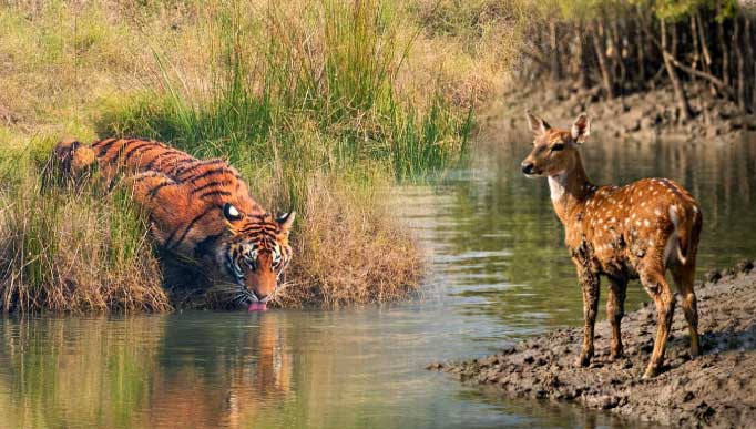 Sundarban Winter Tour