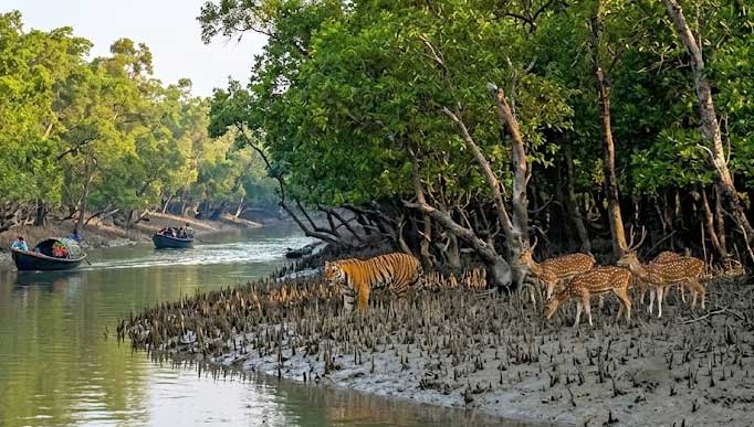 Sundarban Winter Tour